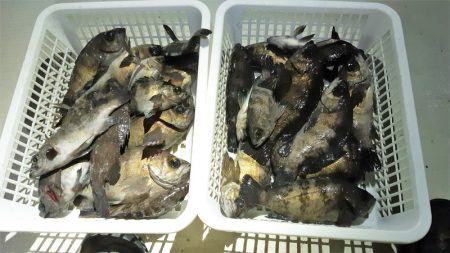 KIM Fishing Guide Service 釣果