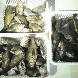 KIM Fishing Guide Service 釣果