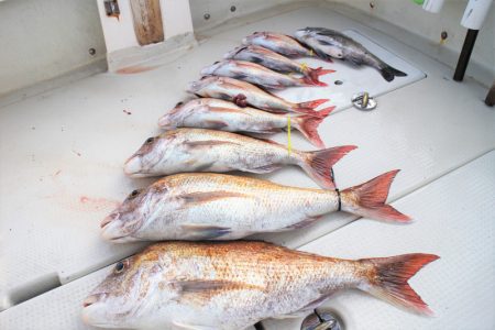 KIM Fishing Guide Ser…