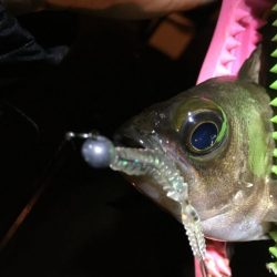 宵姫ラウンドのテンションフォールがドンピシャ！【がまかつ LUXXE宵姫　インプレッション】