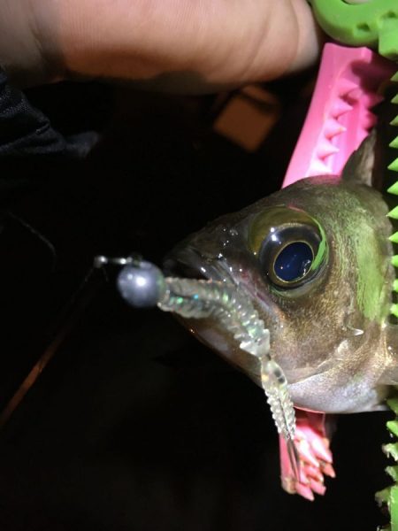 宵姫ラウンドのテンションフォールがドンピシャ！【がまかつ LUXXE宵姫　インプレッション】