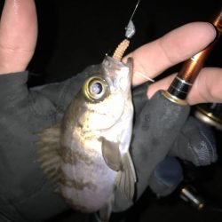 トレモロAJは気になるカラーが沢山！【がまかつ LUXXE宵姫　インプレッション】