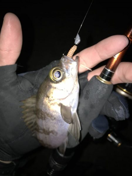 トレモロAJは気になるカラーが沢山！【がまかつ LUXXE宵姫　インプレッション】