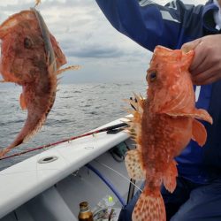 舵丸 釣果