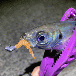 姫路離島アジングレポート【がまかつ LUXXE宵姫　インプレッション】