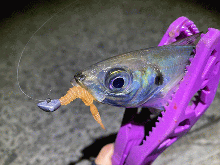 姫路離島アジングレポート【がまかつ LUXXE宵姫　インプレッション】