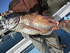 遊漁船 未紗奈 釣果