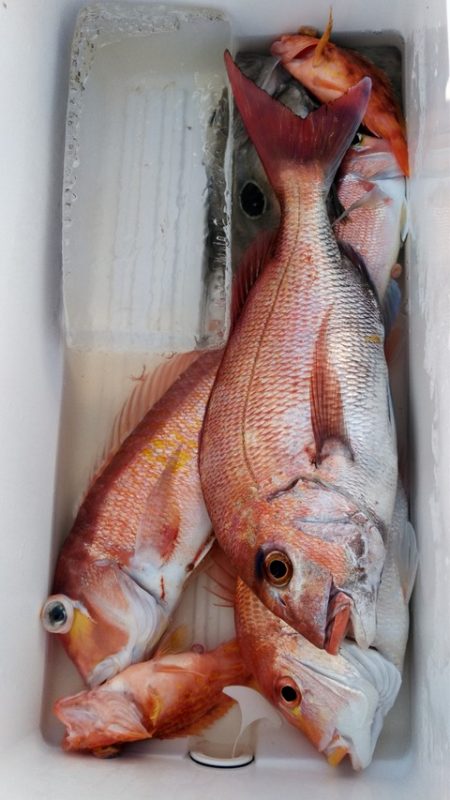 遊漁船 新鋭丸 釣果