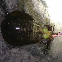 冬の和歌山南紀でエギング、アオリイカ釣果