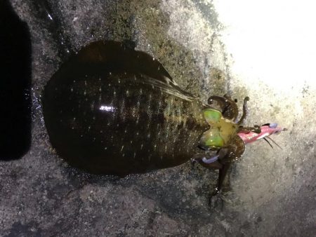 冬の和歌山南紀でエギング、アオリイカ釣果