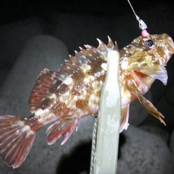 メバルはどこへ？？？