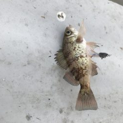 メバリングガシリング