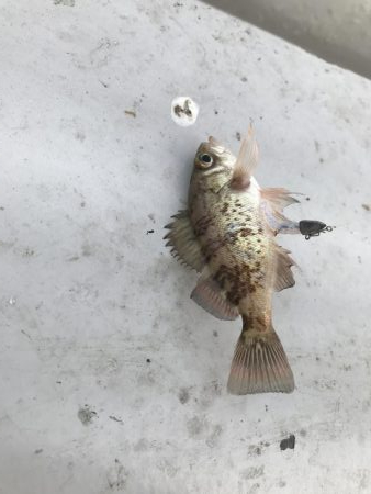 メバリングガシリング