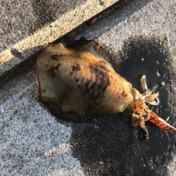 愛南町で冬のアオリイカをエギングでゲット