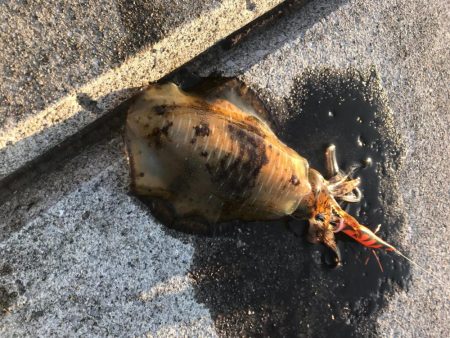 愛南町で冬のアオリイカをエギングでゲット