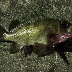 またメバリング