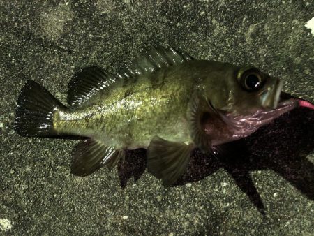 またメバリング