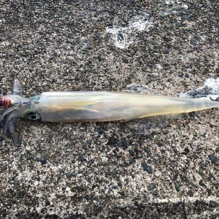 ヤリイカ釣れます☆