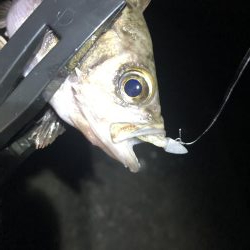 メバリング楽しい