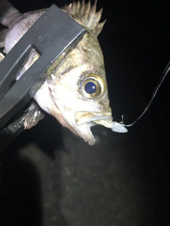 メバリング楽しい