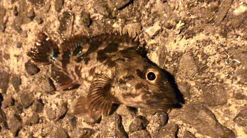 カサゴに癒される