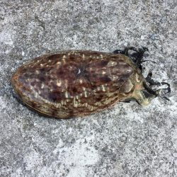 何とかコウちゃん