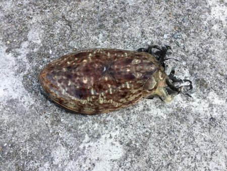 何とかコウちゃん