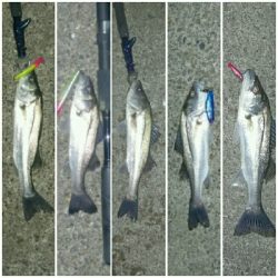 チーバスでも釣れれば面白い