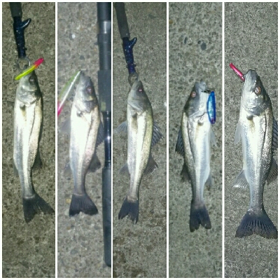 チーバスでも釣れれば面白い