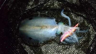 久しぶりに池島