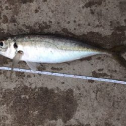 2/22釣果尺アジ！！！アジ大漁！