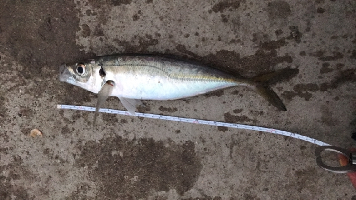 2/22釣果尺アジ！！！アジ大漁！