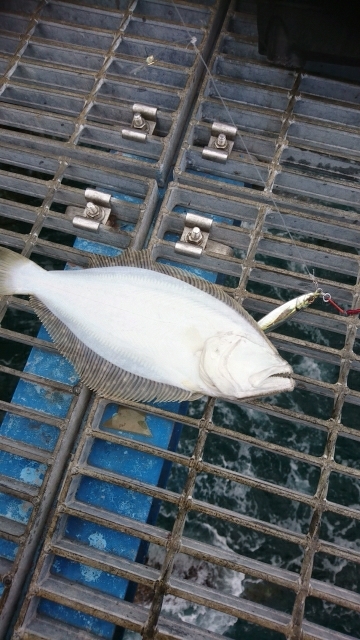 ライブベイトで初釣果！ヒラメGET