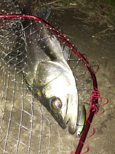 もらったルアー