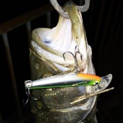 シブいけどなんとか