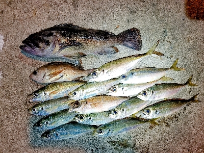 デイ～ナイトアジング。