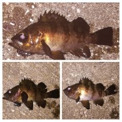 メバリング1803〜1847