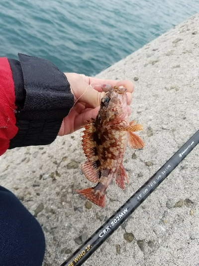 タチウオ釣り　～釣ってる人居ないんだが～