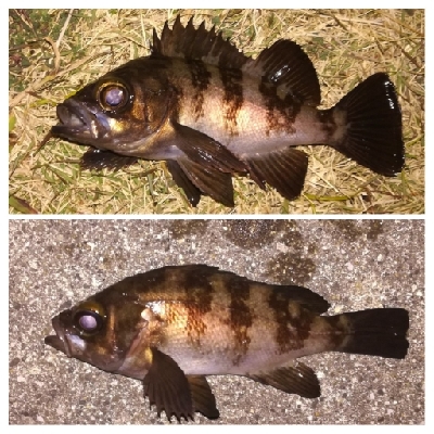 メバリング1805〜1857