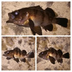 メバリング1805〜1847