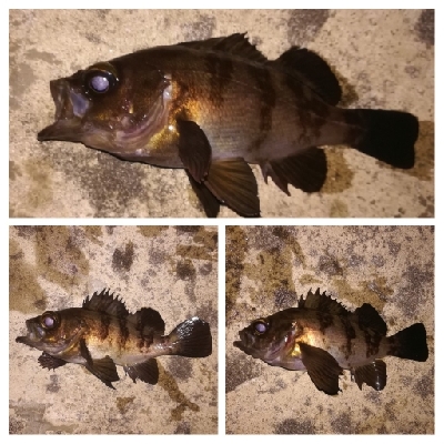 メバリング1805〜1847