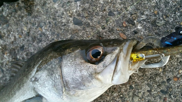 朝マズメに2キャッチ