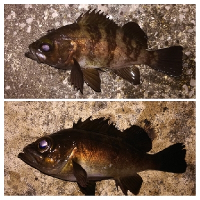 メバリング1805〜1850