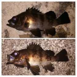 メバリング1805〜1850