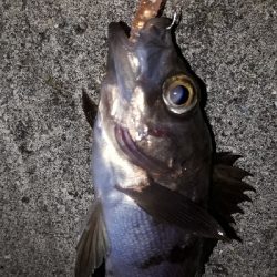 ちょこっと、ライトフィッシング