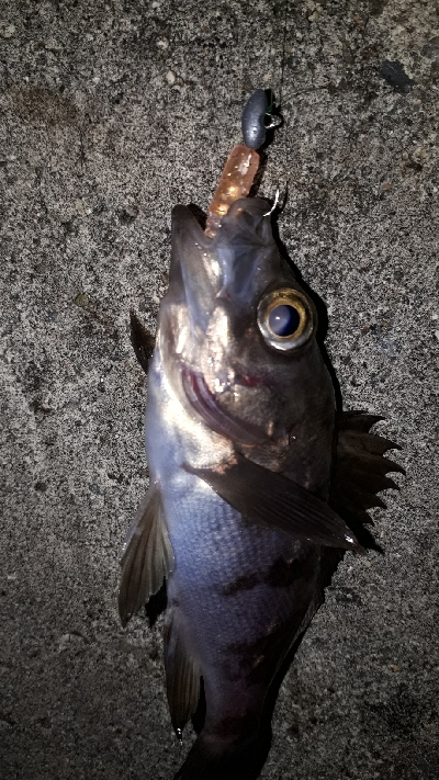 ちょこっと、ライトフィッシング