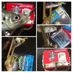 アジング練習 112