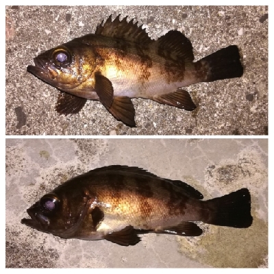 メバリング1805〜1850