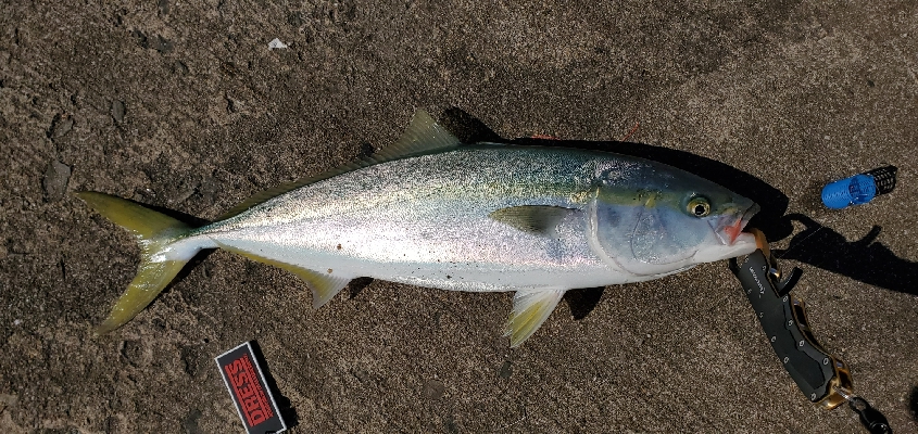 久しブリのはずがヤズ