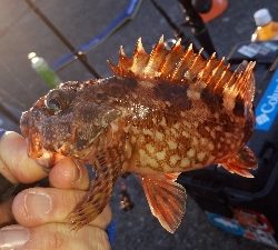 沖堤防で半夜釣り